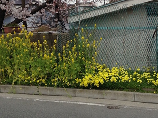 flower201704-1.jpg