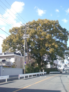furukawa_201703.jpg