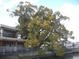 hiejima_201703.jpg
