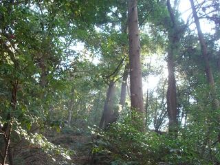 hiraoka_tree.jpg
