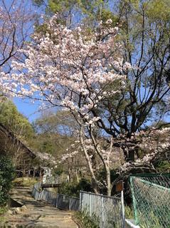 iimori_sakura201704.jpg