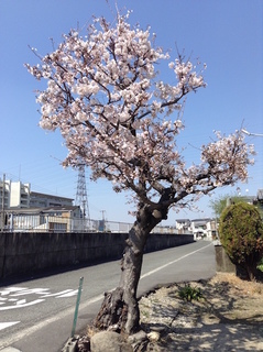 kawakita_sakura201704.jpg