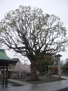 narita_tree_201704.jpg