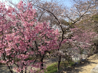 nawate_shrine201704-2.jpg
