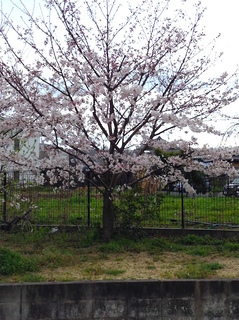 sakura201704-3.jpg