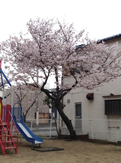 sakura201704-4.jpg