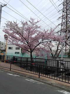 sakura201704-6.jpg