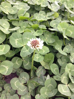 suiro_flower201704-2.jpg