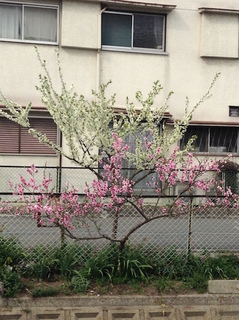 suiro_tree201704.jpg