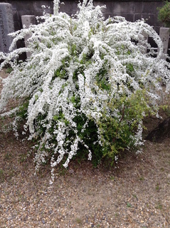 tsutsumine_flower201704.jpg