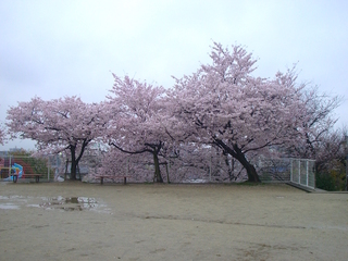 yuyagatani_sakura201704.jpg